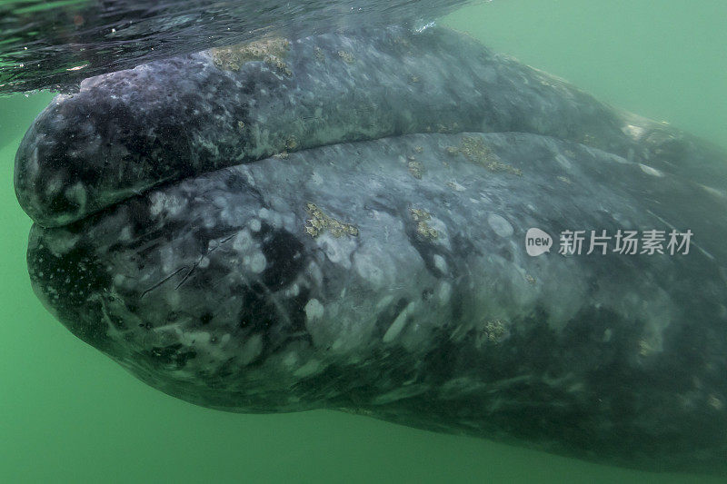 灰鲸（Eschrichtius robustus），在墨西哥南下加利福尼亚州马格达莱纳湾的Bahia Almejas水下。